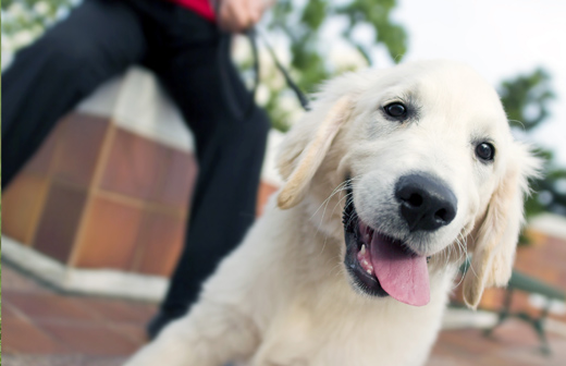 La propret canine urbaine, un enjeu important dans les villes.